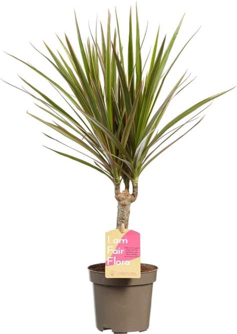 Kamerplant Van Botanicly Drakenboom Hoogte Cm Dracaena