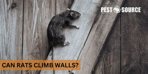 Can Rats Climb Walls Pest Source