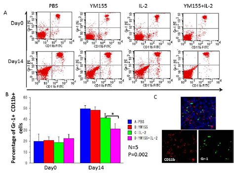 The Percentages Of Peripheral Gr 1 CD11b MDSCs Among Total