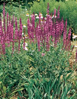 Bordeau Rose Salvia