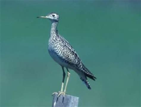 Upland Sandpiper - Bartramia longicauda | Wildlife Journal Junior