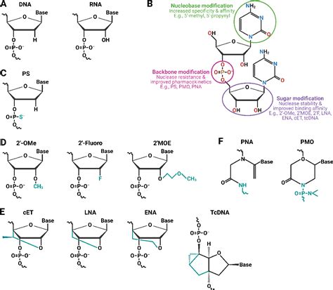 Table 1 From Enhancing The Effectiveness Of Oligonucleotide