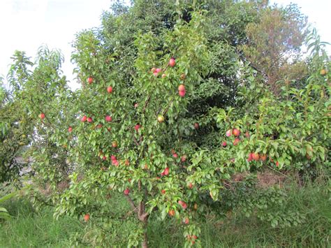 cabbage tree farm: Plums!