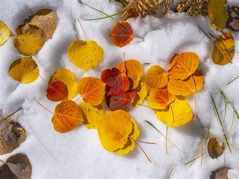 Aspen Leaves In Snow Intimate Abstract Photography Kebler Flickr