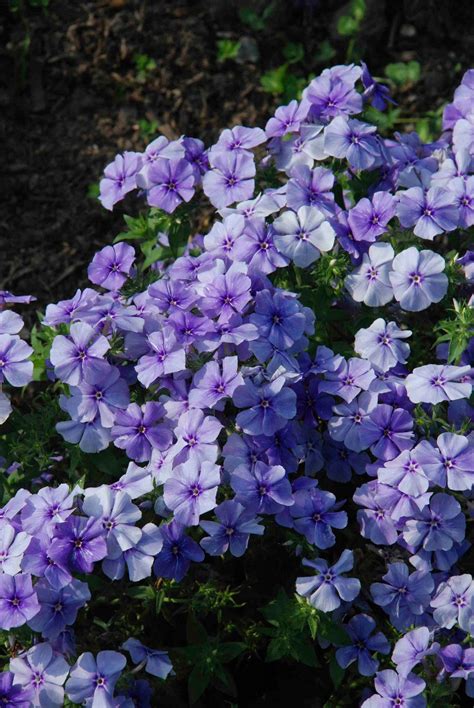 Blue Phlox Seeds Phlox Drummondii Cottage Gardening Flower | Etsy