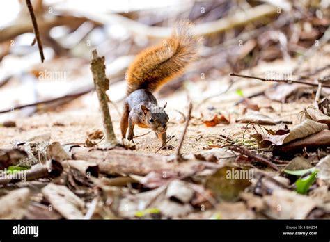 Fauna De Costa Ricas Fotos Und Bildmaterial In Hoher Auflösung Alamy