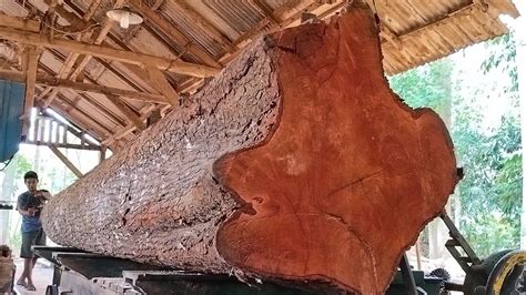 Tembus 90 Jt Kayu Raksasa Pembuatan Perahu Layar Ikan Dari Kayu