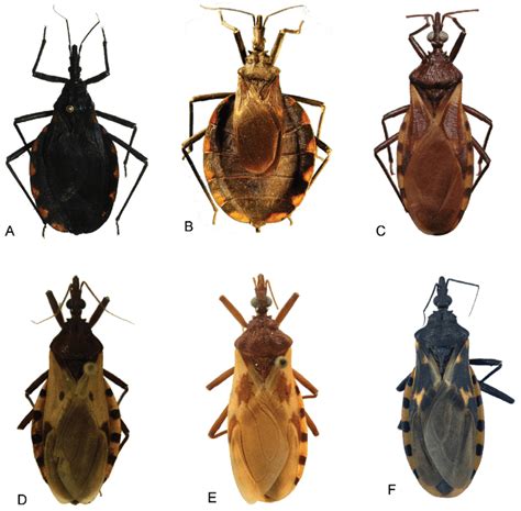 Triatoma Spp A B T Bassolsae C T Brailovskyi D E F T Download Scientific Diagram