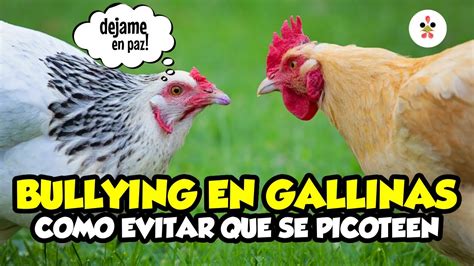 Intimidaci N Entre Gallinas C Mo Evitar Que Las Gallinas Se Picoteen