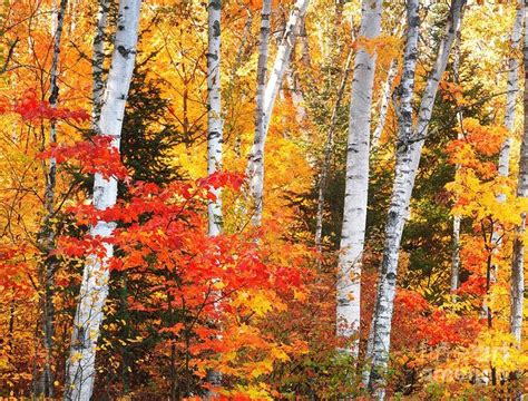 Birch Trees Landscaping An Autumn Forest