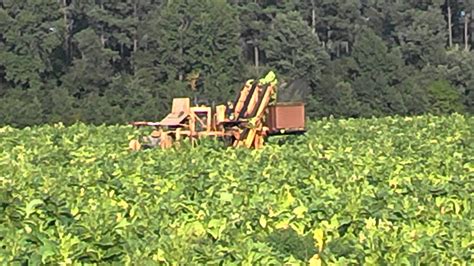 Tobacco Harvester Youtube