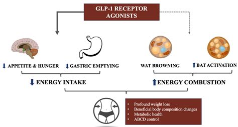 Ijms Free Full Text Brown Adipose Tissue A New Potential Target