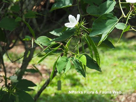 NParks Bauhinia Acuminata