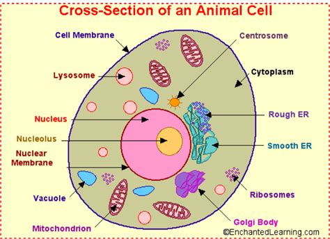 Organelles of an Animal Cell Structure Diagram | Quizlet