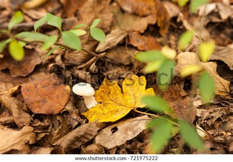 Botany Hobby Gathering Concept Surrounded By Stock Photo 721975222