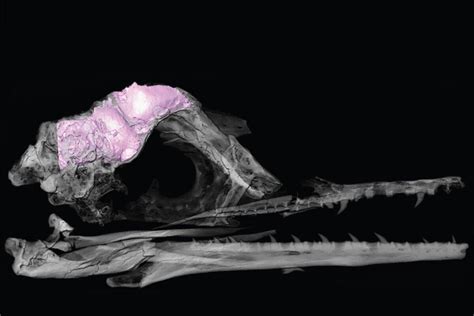 Unraveling A Mystery Bird Brains Left Other Dinosaurs Behind