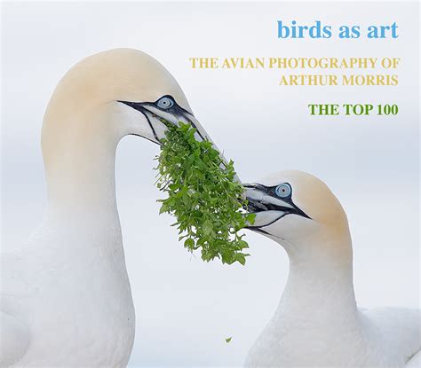 The Avian Photography Of Arthur Morris Cd Birds As Art Online Store
