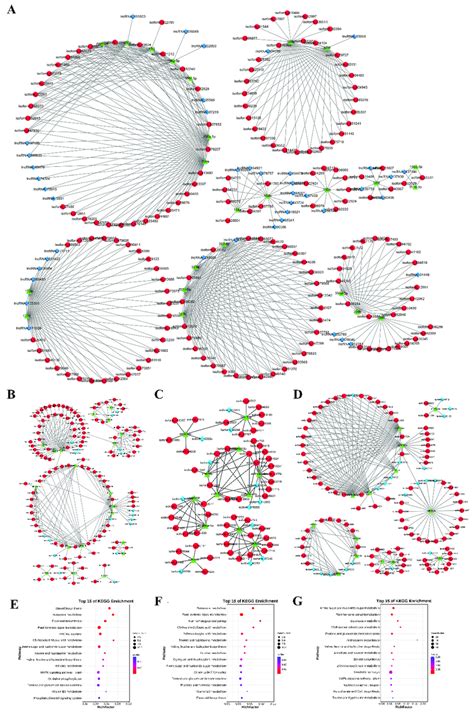 Construction Of Cerna Network During Garlic Somatic Embryogenesis