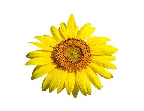 One Sunflower Species Of Asian 34720981 Stock Photo At Vecteezy