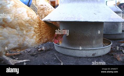 Hens Outside Feeding Stock Videos And Footage Hd And 4k Video Clips Alamy