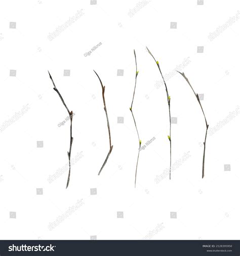 Cute Watercolor Clipart Pussy Willow Branch Stock Illustration Shutterstock