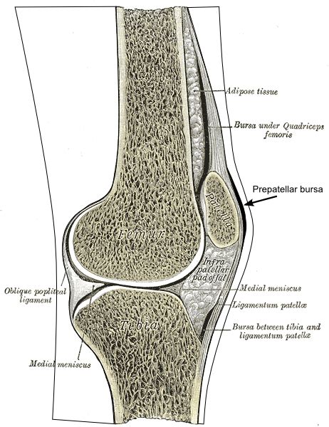 Bursa Synovial