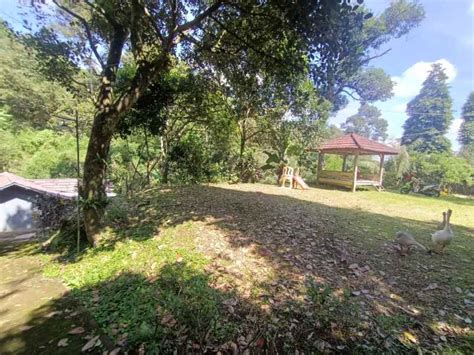 Tanah Best View Siap Bangun Untuk Villa Di Tajur Halang Cijeruk Bogor