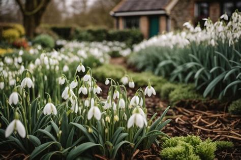 Premium AI Image Close Up Of A Clump Of Common Snowdrops Galanthus