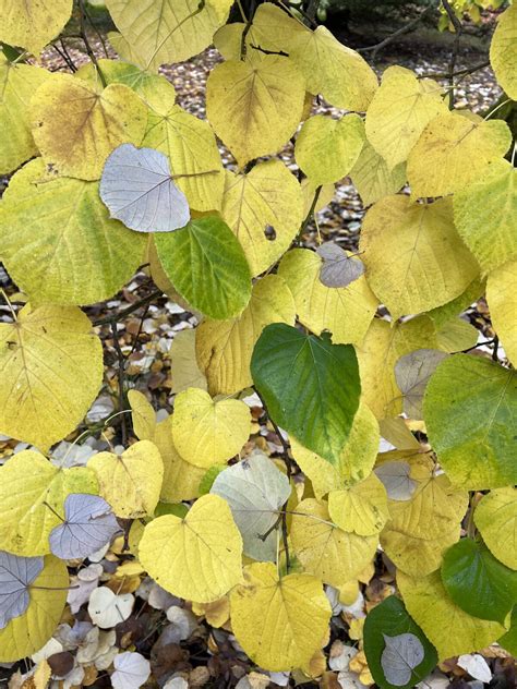 Tilia oliveri | Pan Global Plants