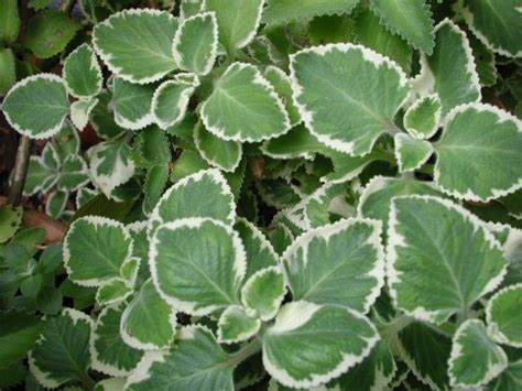 Plantfiles Pictures Plectranthus Indian Borage Spanish Thyme