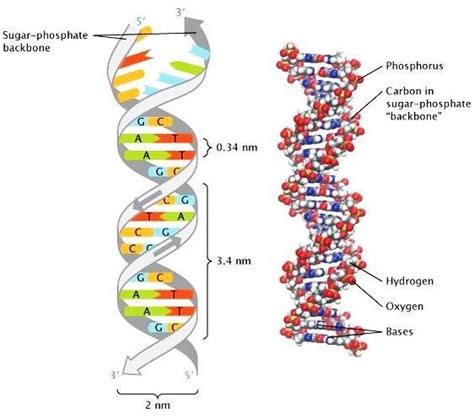 The Double Helix Structure Of Dna The Nucleotide Guanine G Shown