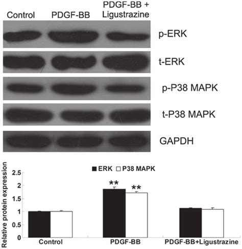 Ligustrazine Suppresses PDGF BB Stimulated Activation Of ERK And P38