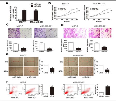 Figure 1 From Microrna 101 Inhibits Growth Proliferation And Migration