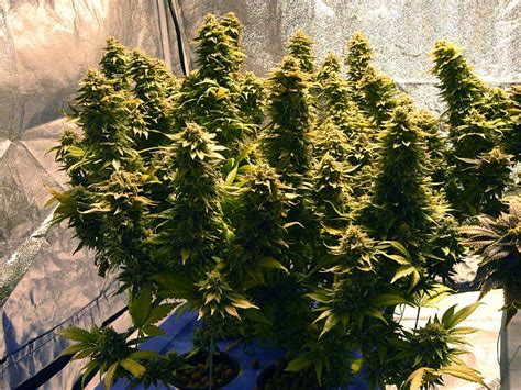 How To Grow Small Cannabis Plants In Tiny Spaces Grow Weed Easy