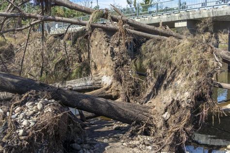 Photograph Of Fallen Trees In Yarramundi Reserve In Regional Australia