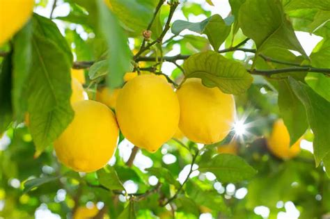 Naranjas Y Limones Al Mejor Precio | FrutaMare