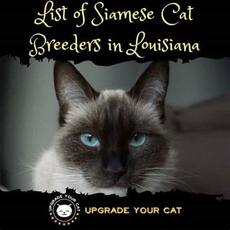 Siamese Cat Breeders Louisiana | Kittens & Cats for Sale