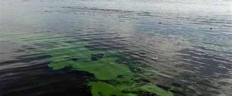 Alerta Por La Aparici N De Cianobacterias En El R O De La Plata Y