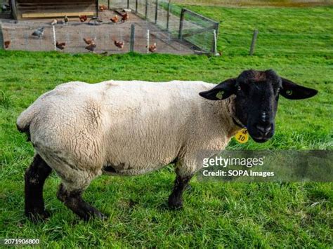 11 Blackhead Persian Sheep Stock Photos, High-Res Pictures, and Images ...