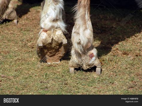 Horse Shoes On Draft Image And Photo Free Trial Bigstock