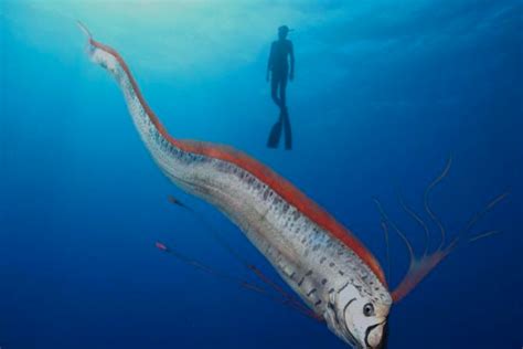 Oarfish Mitos Ikan Tanda Kiamat Heboh Saat Muncul Karena Ukurannya