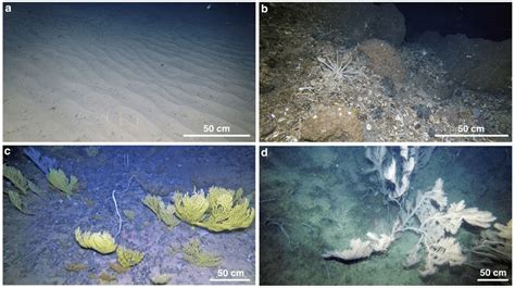 New Imaging And Analysis Approaches For Marine Species Detection And