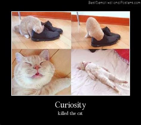 Most Famous Cats: Cute and Funny Cat Posters