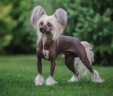 90 Wonderful Chinese Crested Dog Names The Dogman