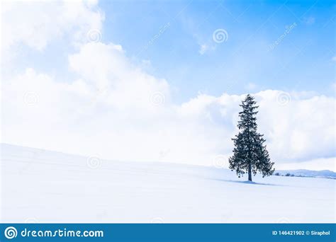 Paisaje Al Aire Libre Hermoso De La Naturaleza Con El Rbol Solo De Los