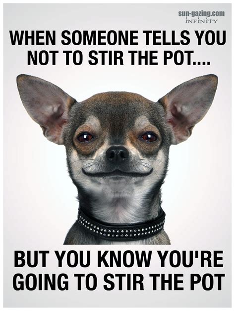 Apple head vs deer head chihuahua what is the difference – Artofit