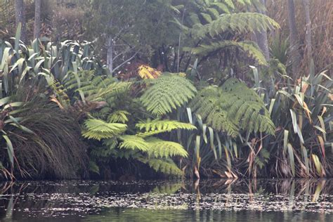 Gambar Air Pakis Lenan Botani Taman Tumbuh Tumbuhan Menanam