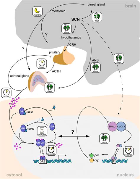 The Many Time Scales Of Glucocorticoid And Circadian Clock Interactions