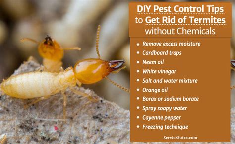 Get Rid Of Termites Without Chemicals DIY Pest Control Tips