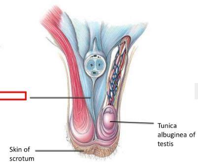 Male Reproductive System Flashcards Quizlet